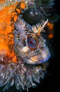 Tompot Blennie in his pipe,Swanage,England,Cold,Poor vis,... by Robin Orrow 