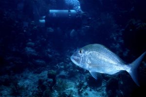 This photo of a Dog Snapper and of my buddy Sophia was ta... by Thomas-Louis Côté 