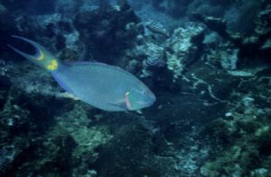 A nice parrot fish along a corral wall in Utila, Honduras by Thomas-Louis Côté 