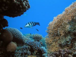 red sea , olympus c40 by Boaz R 