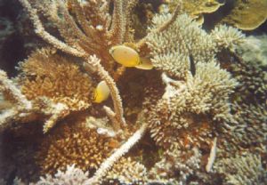 Buterfly Fish, taken in Tengah Island, Karimunjawa Marine... by Antony Ugiono 