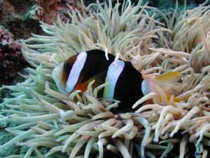 Clown fish taken off Maeda Point, Okinawa japan, with Nik... by Craig Peterson 