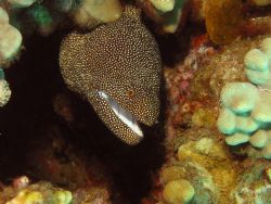 White Mouth Moray Eel taken at Ulua Beach, Maui. by Kevin Roe 