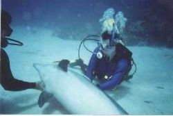 Spot the Dolphin  Wreck of the Tibbits, Cayman Brac. Sea ... by Kevin Robert Panizza 