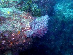 Catalina Sea Fan ,Casino Point, Olympus C-4000 w/ Ikelite... by Kevin Robert Panizza 