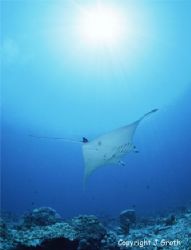 Photo taken on liveaboard Tubbataha Reef, Philippines. I ... by Johan Groth 