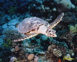 Turtle .taken on Red Sea with Sea&Sea Motomarine E II ex ... by Hansruedi Würsten 