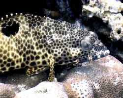 fish, depth 5m, Gan/Maldives, Sony PC120E by Martin Mayrhofer 