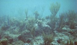 Underwater Forest by Cindy Callaway 