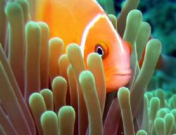 Peek-A-Boo taken in Fiji by Jeannette Howard 