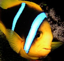 This anemone fish was trying to scare me away from his ho... by Jeannette Howard 