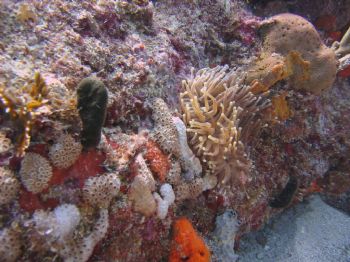 Anemone St. Martin on Mike's Maze Jut swimming by by Gregory Tammany 