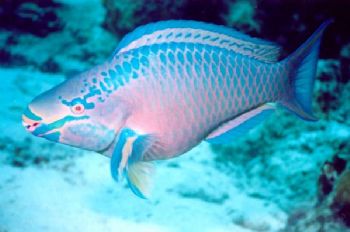 Stoplight Parrotfish at Molasses Reef, Key Largo, FL    I... by Robyn Churchill 