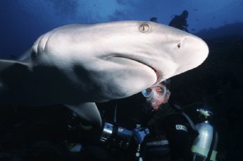 Grey Reef Shark, Apataki Atoll, French Polynesia by Mike Veitch 