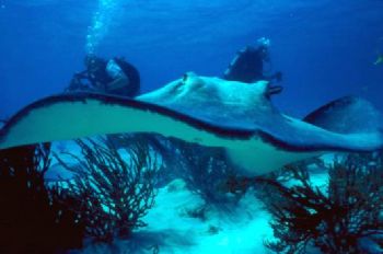 I took this image at Stingray City in Grand Cayman using ... by Robyn Lynn Churchill 