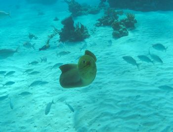 Chico, the hungry moray by Tim Harris 