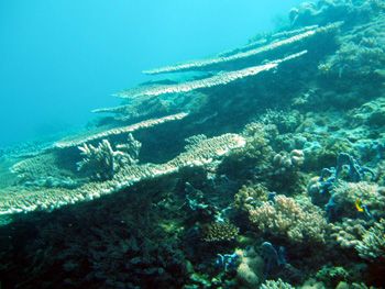 Tables de corail / Philippines by Philippe Brunner 