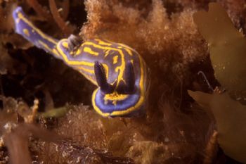 Nudibranch (Hypselodoris cantabrica), shot in Baleal, Por... by Joao Pedro Tojal Loia Soares Silva 