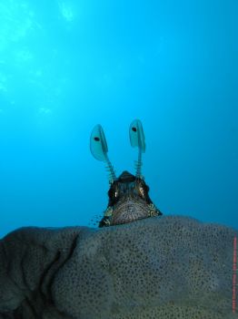 Lion Fish, Truk Lagoon, Nippo Maru, December 03 by Dirk Werner-Lutrop 