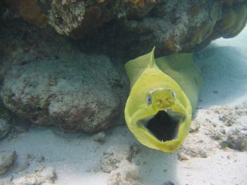 Friendly Moray Eel by Gregory Tammany 