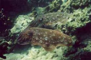 Cuttle Fish. Sandy beach U.A.E snorling in 6ft . Nikon 80... by John Guy 