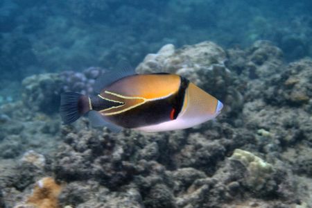 Humuhumunukunukuapuaa...Hawaii state fish. Bashful by nat... by Glenn Poulain 