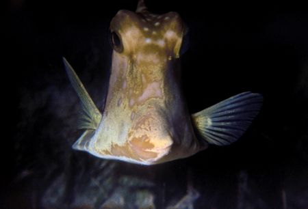 Smooth trunkfish at night. San Salvador, Bahamas. Fuji Qu... by Derek Zelmer 
