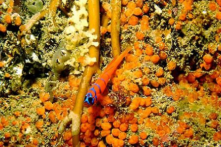 Blue banded goby - Catalina Island, CA. Lucky shot - thes... by Dallas Poore 