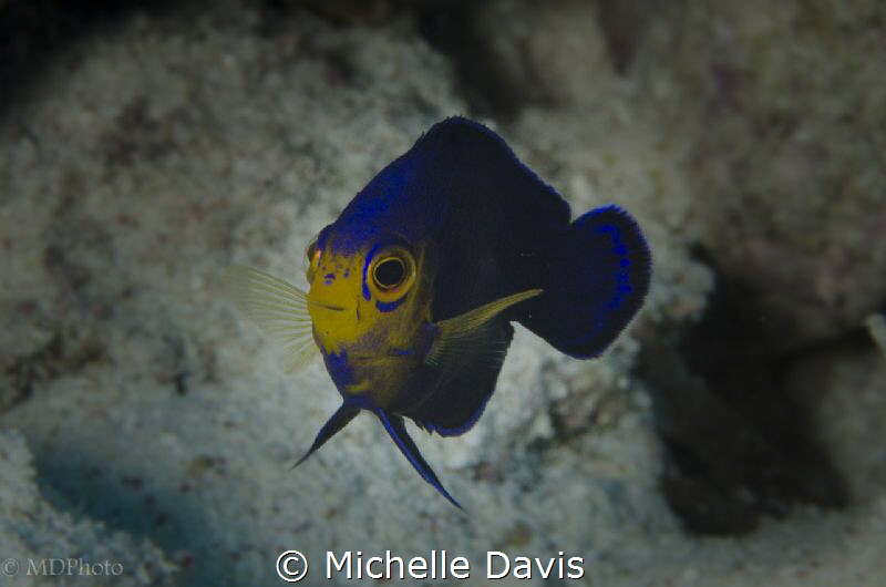 The stunningly beautiful Cherubfish by Michelle Davis 
