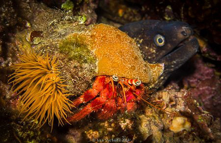 Muraena helena and Dardanus calidus with an anemone, Fonz... by Ivan Vychodil 