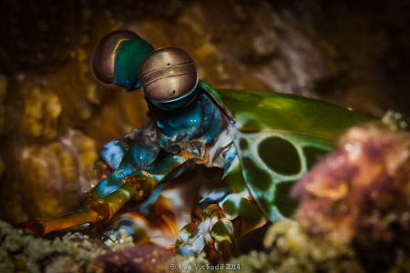 ...amazing eyes of the mantis shrimp - Odontodactylus scy... by Ivan Vychodil 