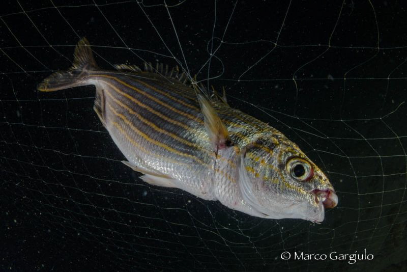 Boops sarpa in the net by Marco Gargiulo 