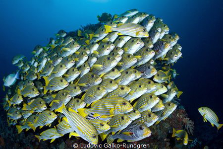 A well tended sweetlips school. Cape Kri - Raja Ampat. by Ludovic Galko-Rundgren 