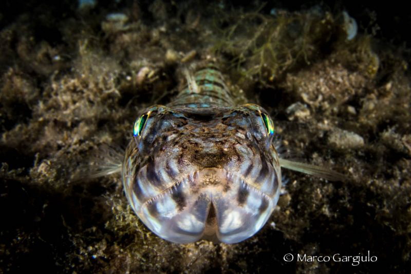 Lizardfish, night dive by Marco Gargiulo 