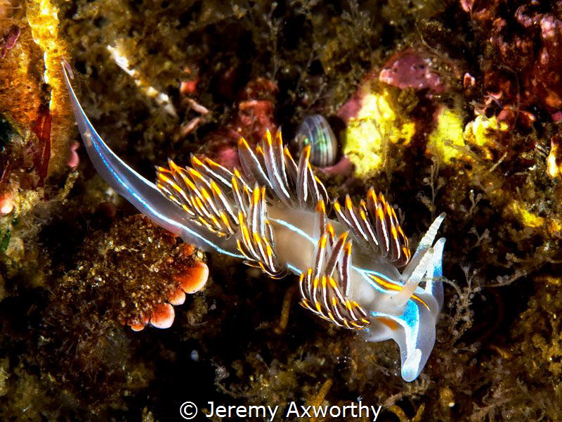 opalescent sea slug by Jeremy Axworthy 