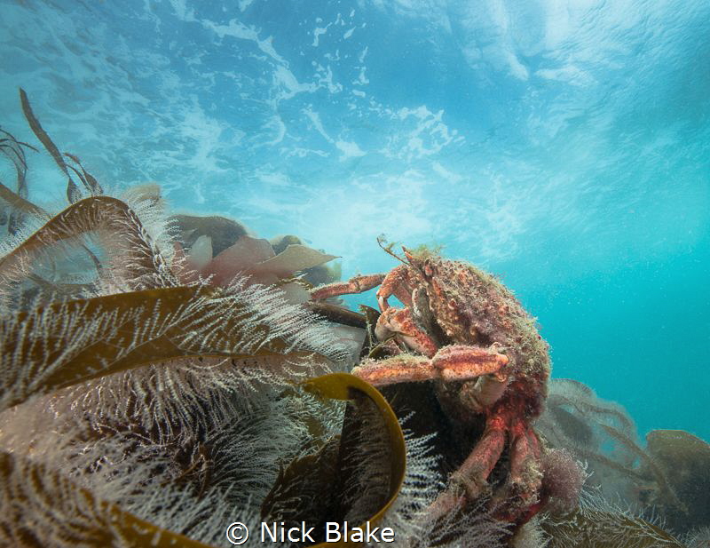 A spider crab rests on kelp on the Knoll Pins, Lundy Island by Nick Blake 