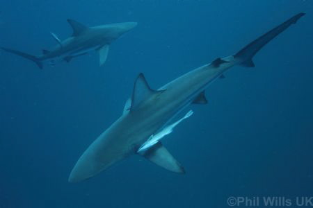 Oceanic blacktips taken on Aliwal shoal, South Africa Apr... by Phil Wills 