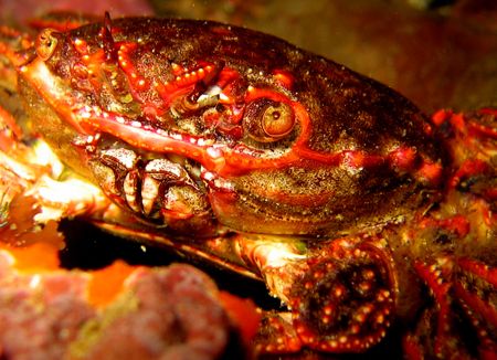 Crab
Tauranga, New Zealand by Jayne Dennis 