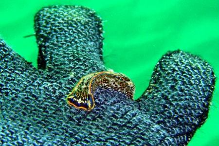 Nudibranch - friendly little guy... Taken in La Jolla, CA... by Dallas Poore 