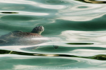 A green sea turtle rises for a breath. by Shane Gross 