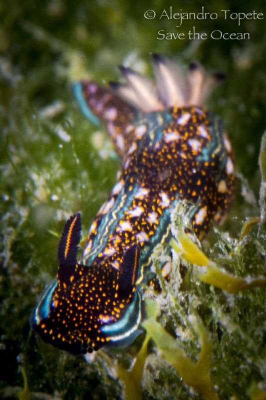 Nudibranch in green, Acapulco Mexico by Alejandro Topete 