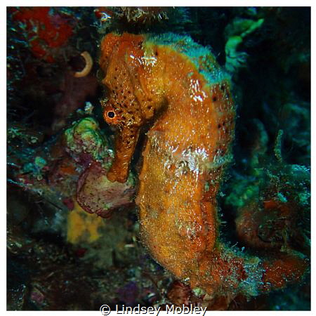 Beautiful orange seahorse by Lindsey Mobley 
