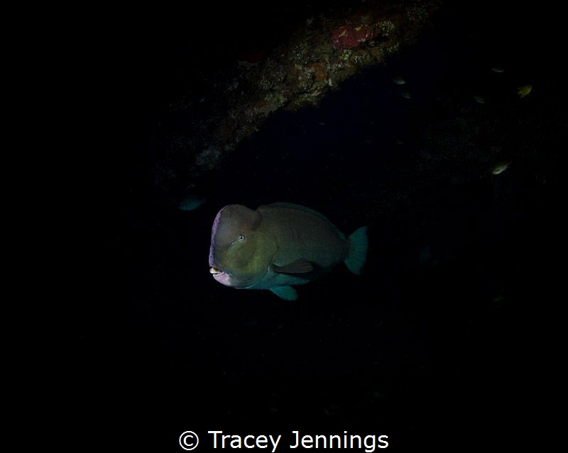 Early on the liberty wreck .. parrot fish are sleeping by Tracey Jennings 