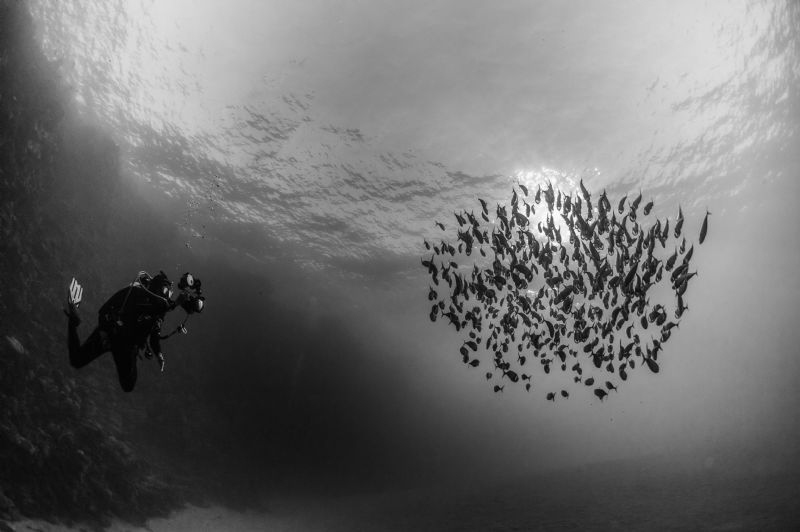 Indian Mackerel school & diver by Paul Colley 