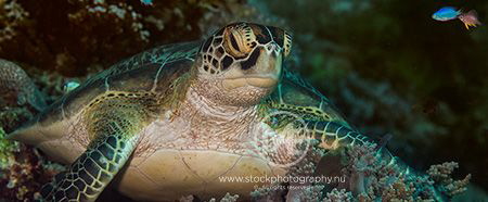 Green turtle relaxing on a coral by Arno Enzo 