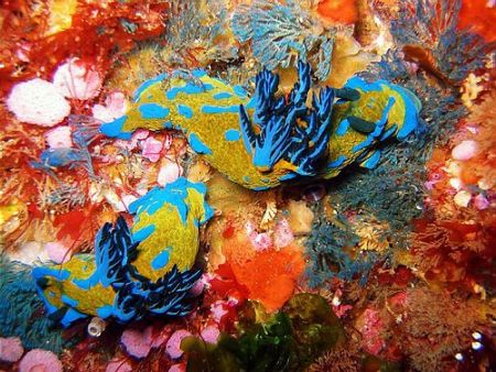 Two tambja nudibranches in the Poor Knights by Dawn Watson 