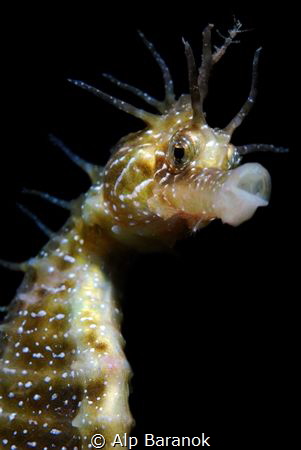Seahorse with a skeleton shrimp on the head by Alp Baranok 
