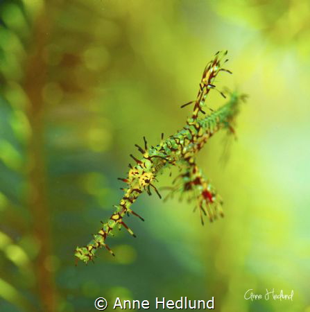 Ornate ghost pipefish by Anne Hedlund 