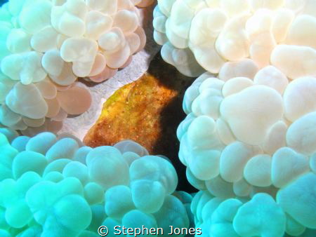 Bubble Coral, Natural light Sealife DC1200 by Stephen Jones 