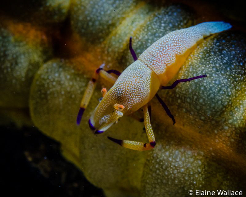 Emperor shrimp on a sea cucumber in Lembeh by Elaine Wallace 